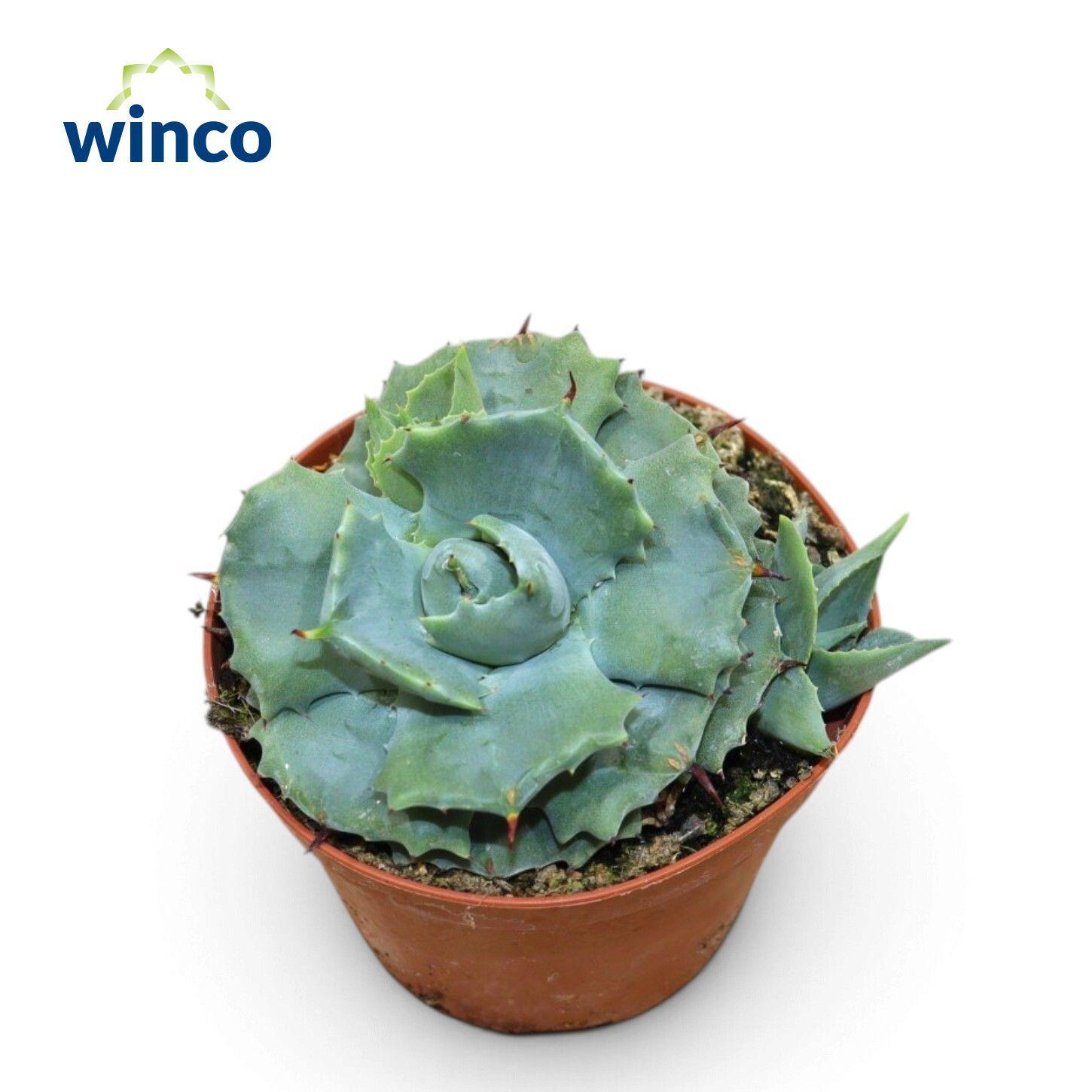 Горшечные цветы и растения оптом Agave Potatorum Compactum от 10шт из Голландии с доставкой по России