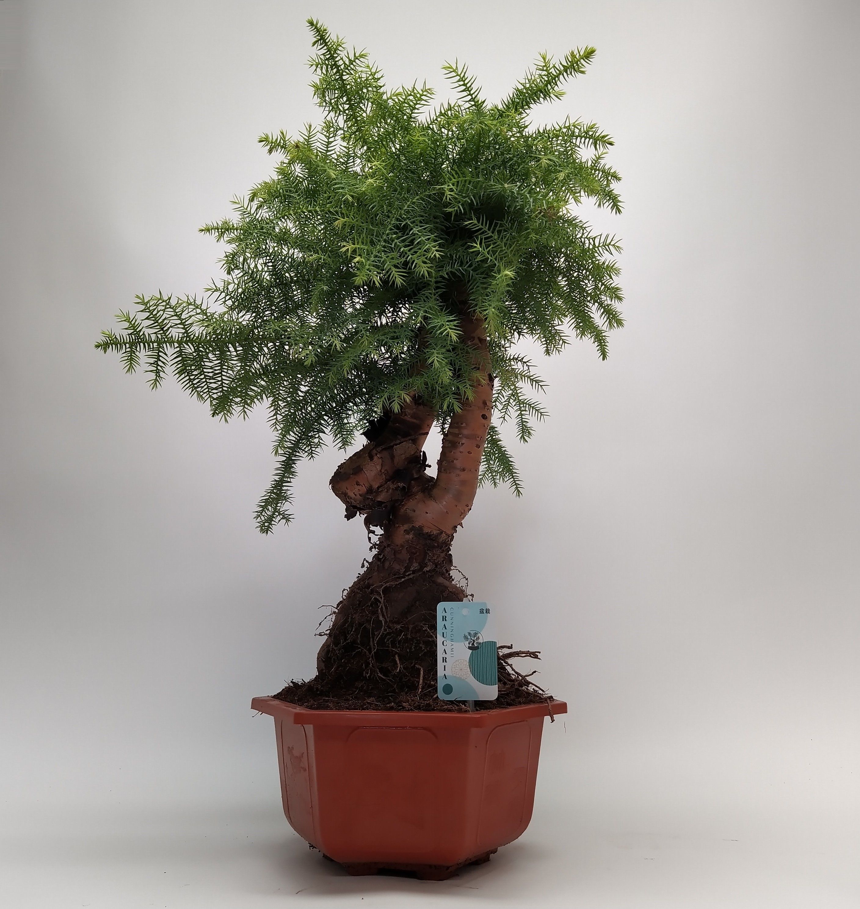 Горшечные цветы и растения оптом Araucaria Cunninghamii Bonsai In Hexagon от 1шт из Голландии с доставкой по России