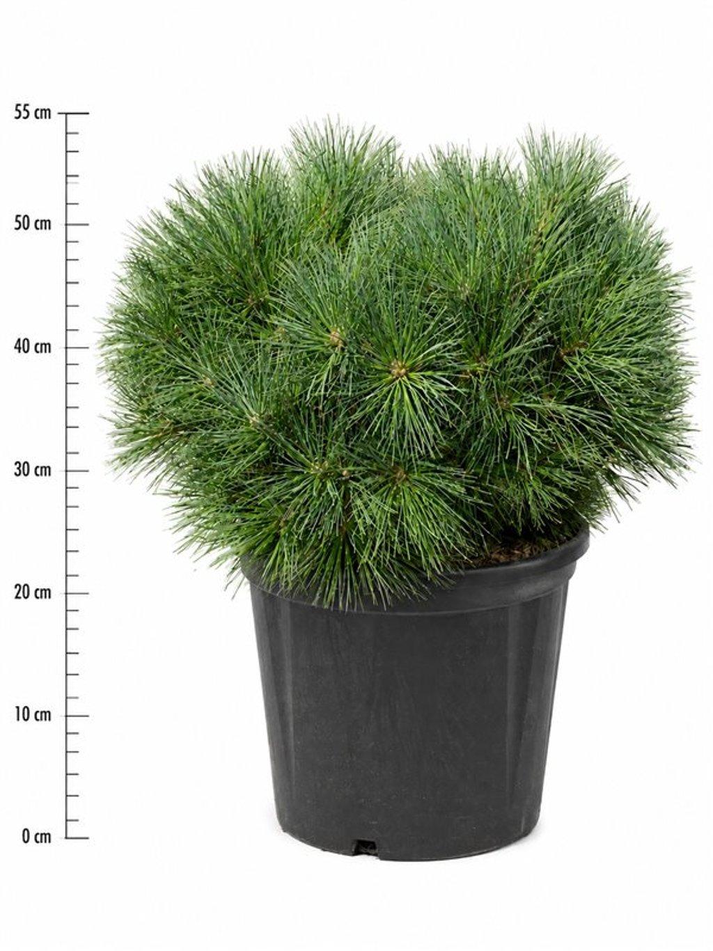 Горшечные цветы и растения оптом Pinus Strobus bergmans Mini от 1шт из Голландии с доставкой по России