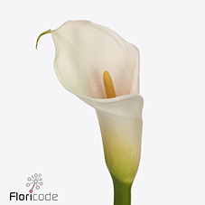 Срезанные цветы оптом Zantedeschia ae eydolls salmon от 60шт из Голландии с доставкой по России