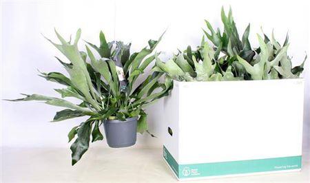 Горшечные цветы и растения оптом Platyc B Netherlands Hangpot от 6шт из Голландии с доставкой по России