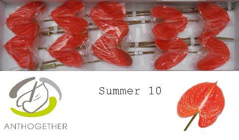 Срезанные цветы оптом Anthurium avo summer от 10шт из Голландии с доставкой по России