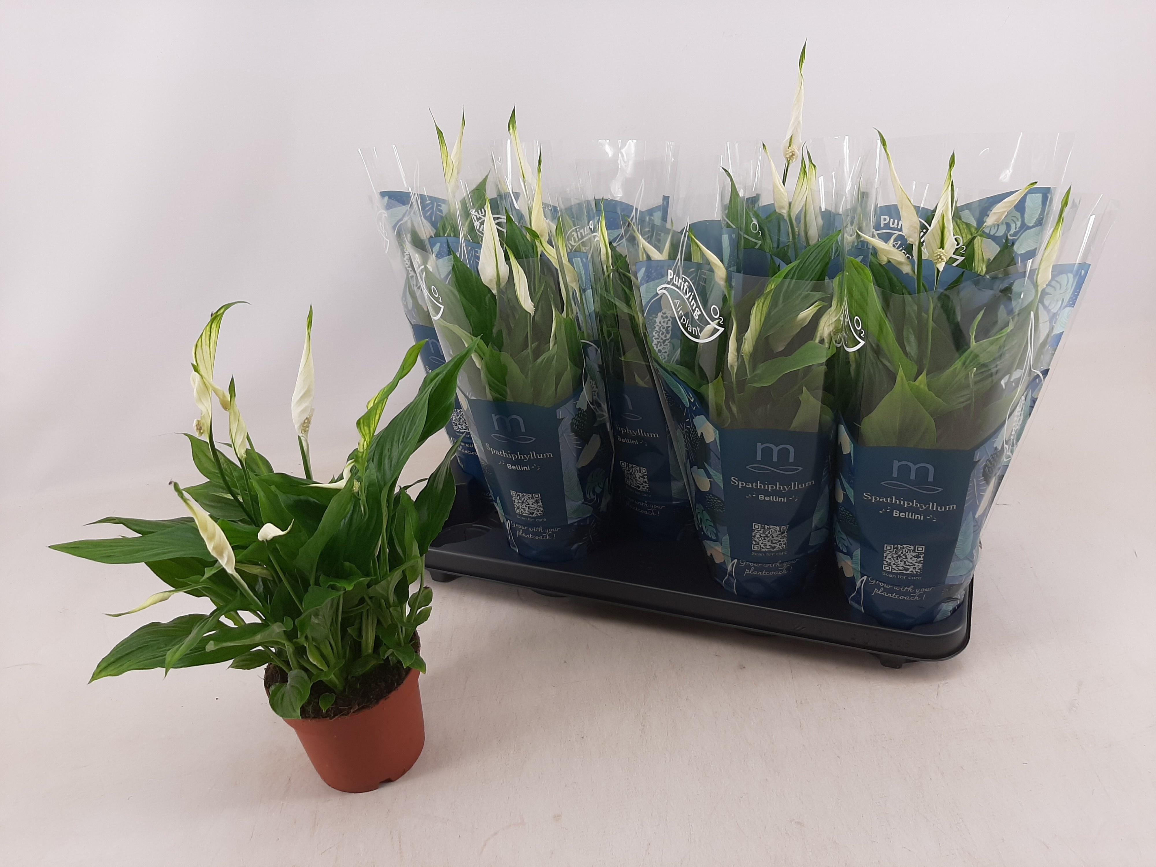 Горшечные цветы и растения оптом Spath Bellini от 9шт из Голландии с доставкой по России