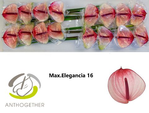 Срезанные цветы оптом Anthurium maxima elegance от 16шт. из Голландии с доставкой по России