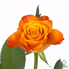 Срезанные цветы оптом Rosa large mariyo! от 40шт из Голландии с доставкой по России