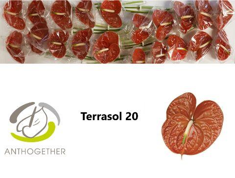 Срезанные цветы оптом Anthurium terrasol от 20шт из Голландии с доставкой по России
