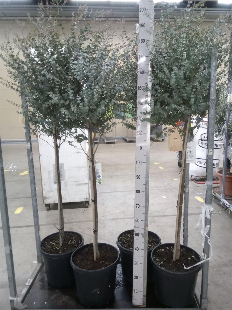 Горшечные цветы и растения оптом Eucalyptus Gunnii от 1шт из Голландии с доставкой по России
