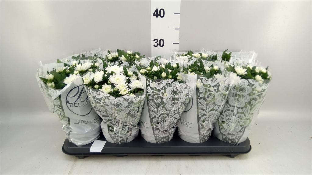 Горшечные цветы и растения оптом Chrysanthemum da Vinci White A от 10шт из Голландии с доставкой по России