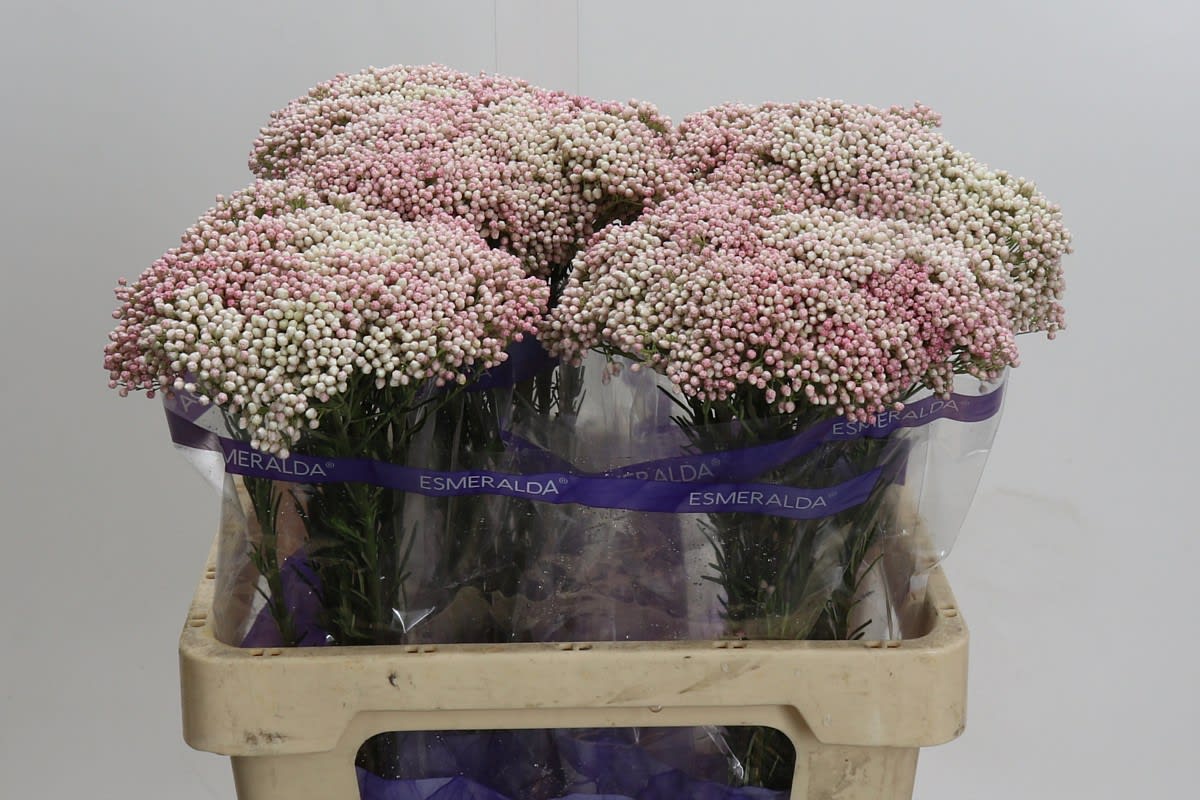 Срезанные цветы оптом Ozothamnus cooks tall pink от 50шт из Голландии с доставкой по России