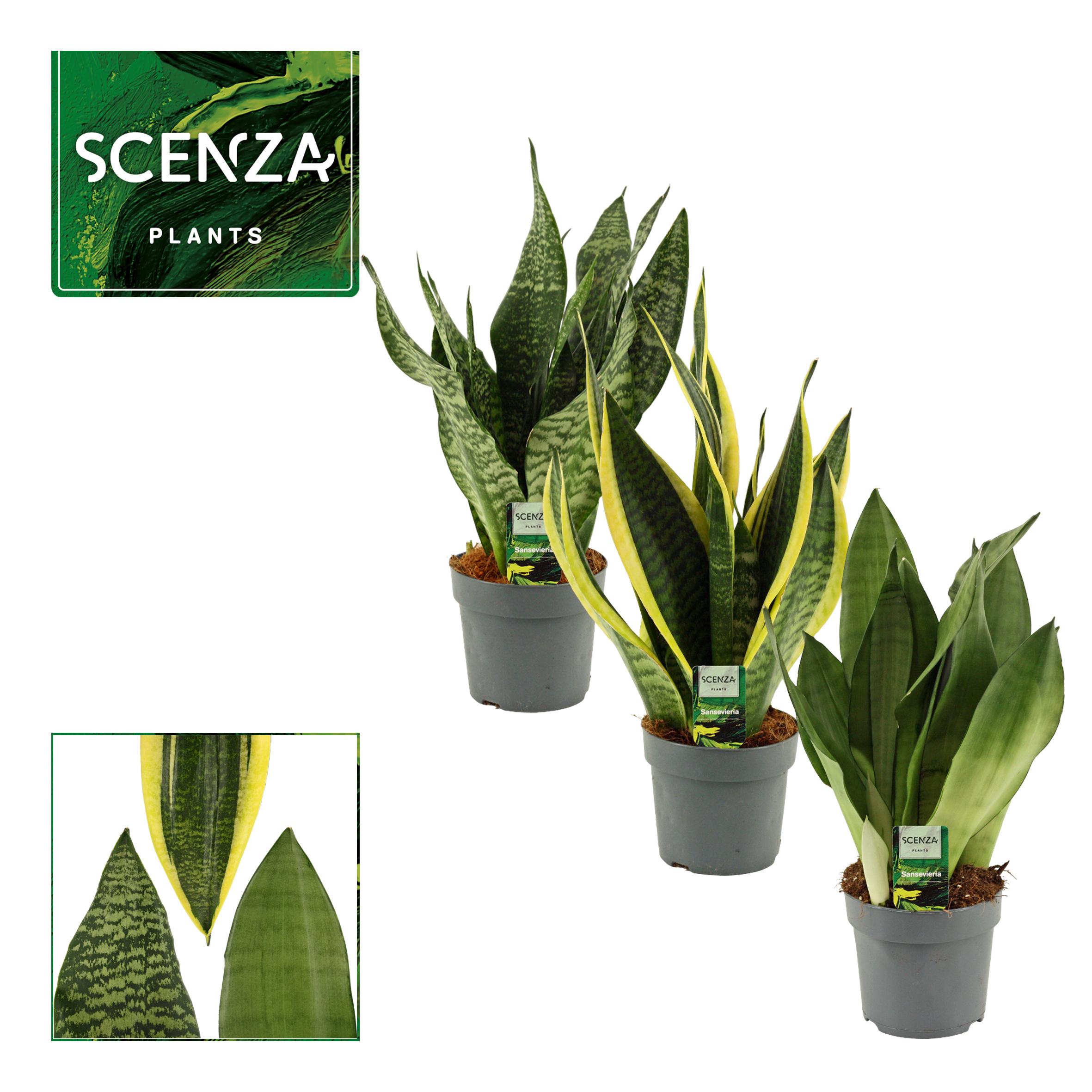 Горшечные цветы и растения оптом Sansevieria Super Mix от 7шт из Голландии с доставкой по России
