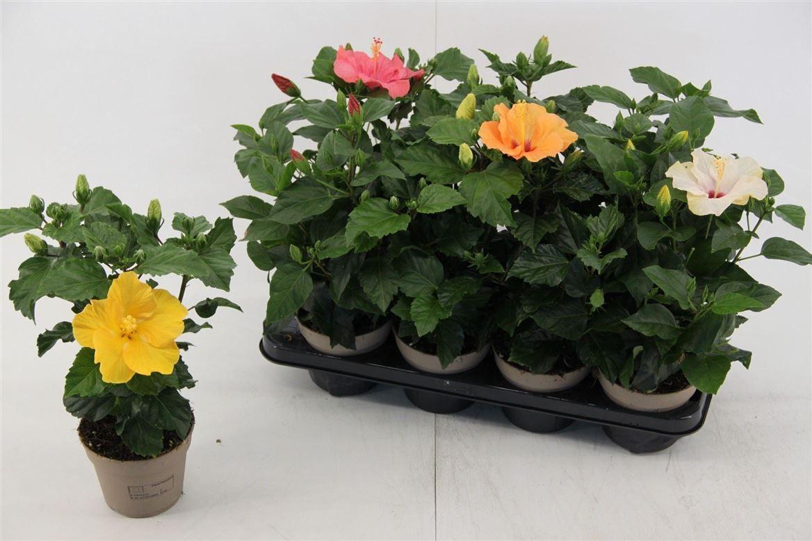 Горшечные цветы и растения оптом Hibiscus Mix 4+ от 8шт из Голландии с доставкой по России