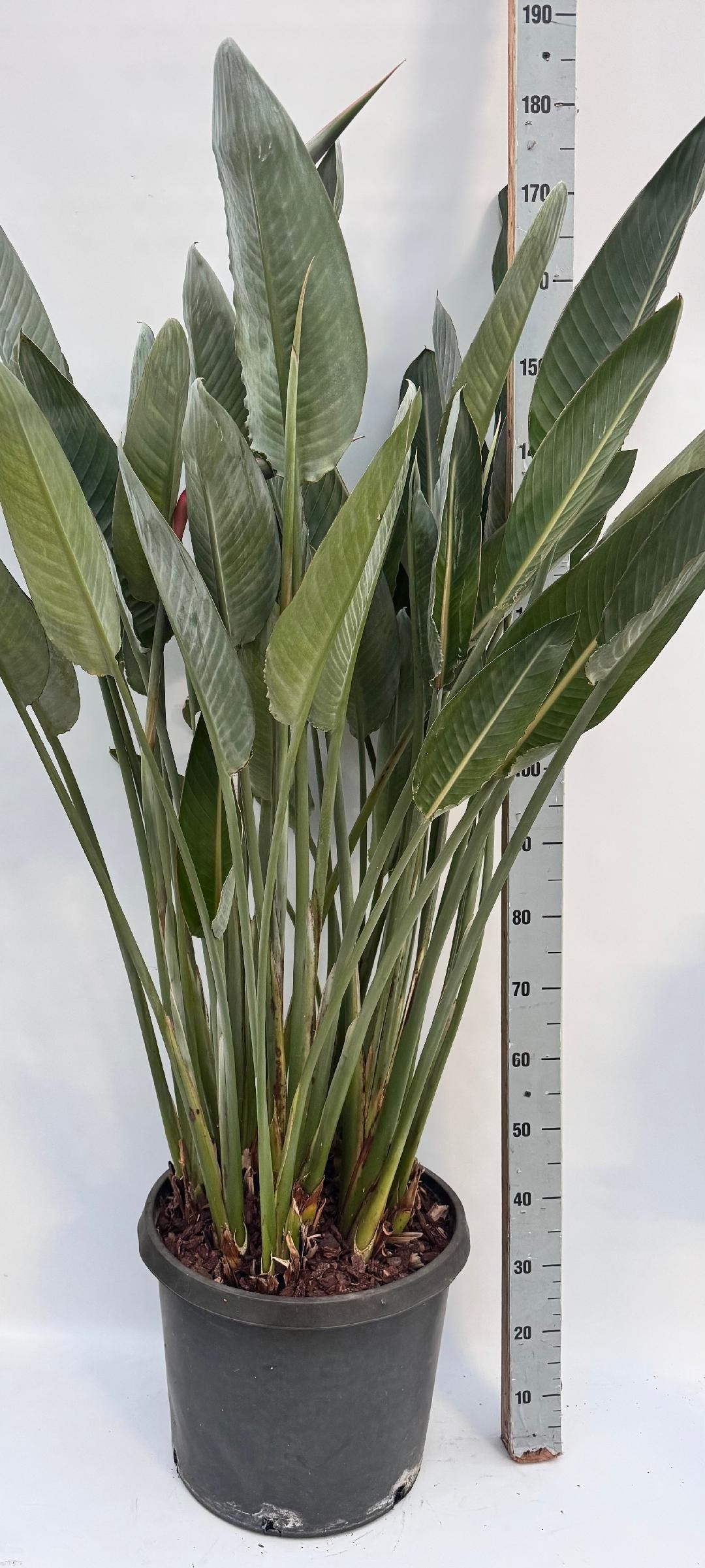 Горшечные цветы и растения оптом Strelitzia Regin Bl от 1шт из Голландии с доставкой по России