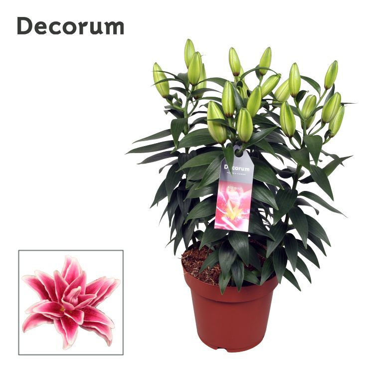 Горшечные цветы и растения оптом Lilium Or Roselily Kyra 5pp (decorum) от 5шт из Голландии с доставкой по России