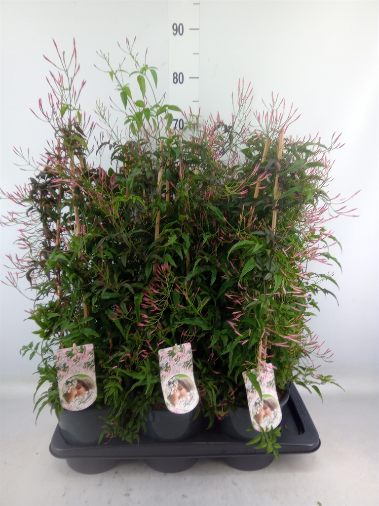 Горшечные цветы и растения оптом Jasminum Polyanthum   ...rose от 6шт из Голландии с доставкой по России