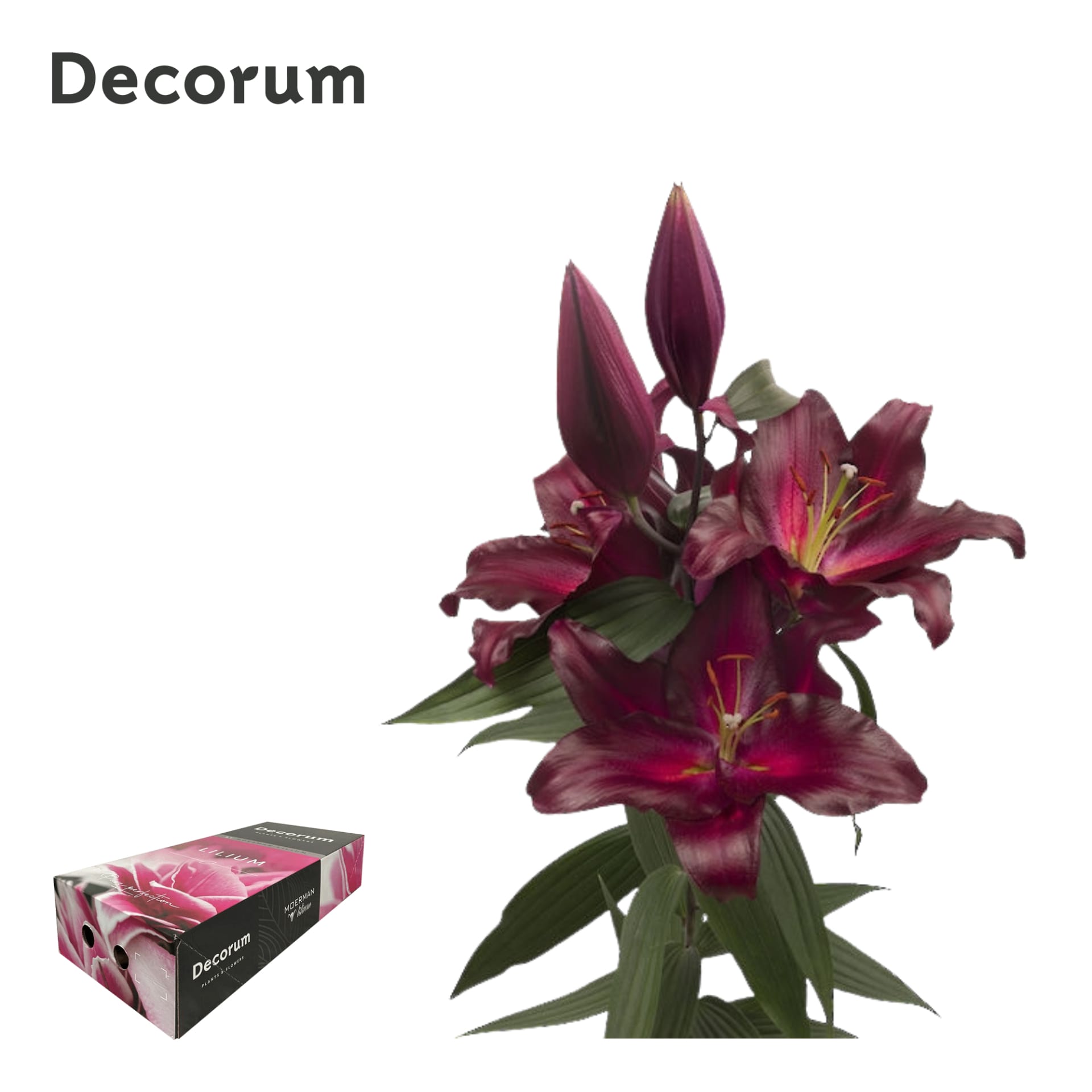 Срезанные цветы оптом Lilium or avinger от 80шт из Голландии с доставкой по России