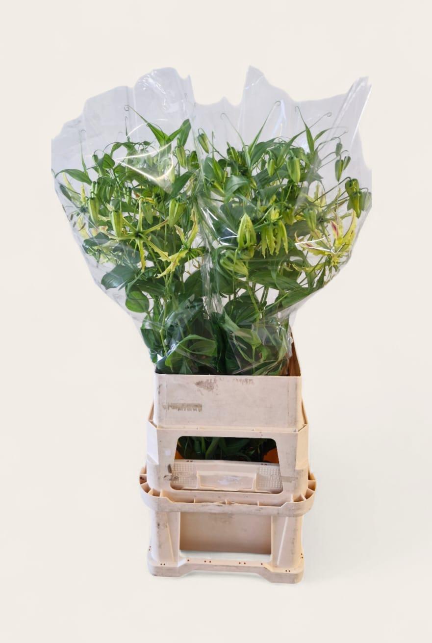 Срезанные цветы оптом Gloriosa sparkling stripe от 20шт из Голландии с доставкой по России