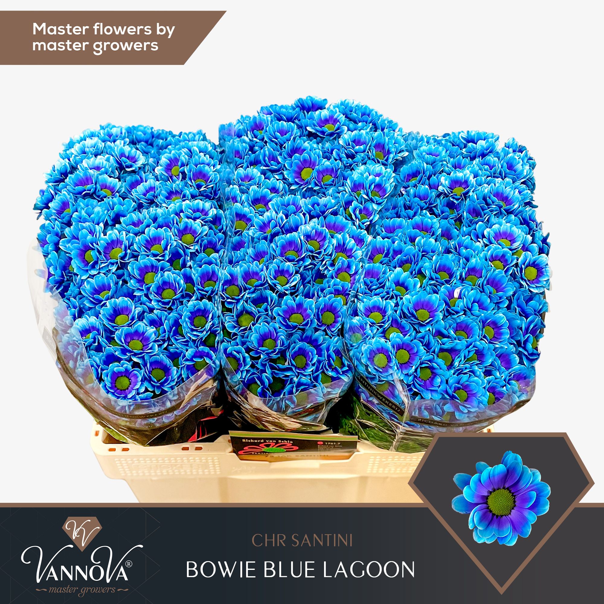 Срезанные цветы оптом Chrys sa paint bowie blue lagoon от 75шт из Голландии с доставкой по России