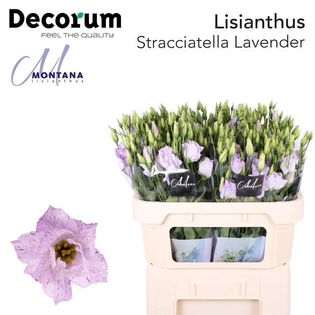 Срезанные цветы оптом Lisianthus do stracciatella lavender от 40шт из Голландии с доставкой по России