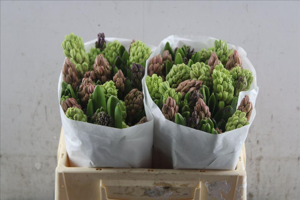Срезанные цветы оптом Hyacinthus 5 colour mix in bucket от 50шт из Голландии с доставкой по России