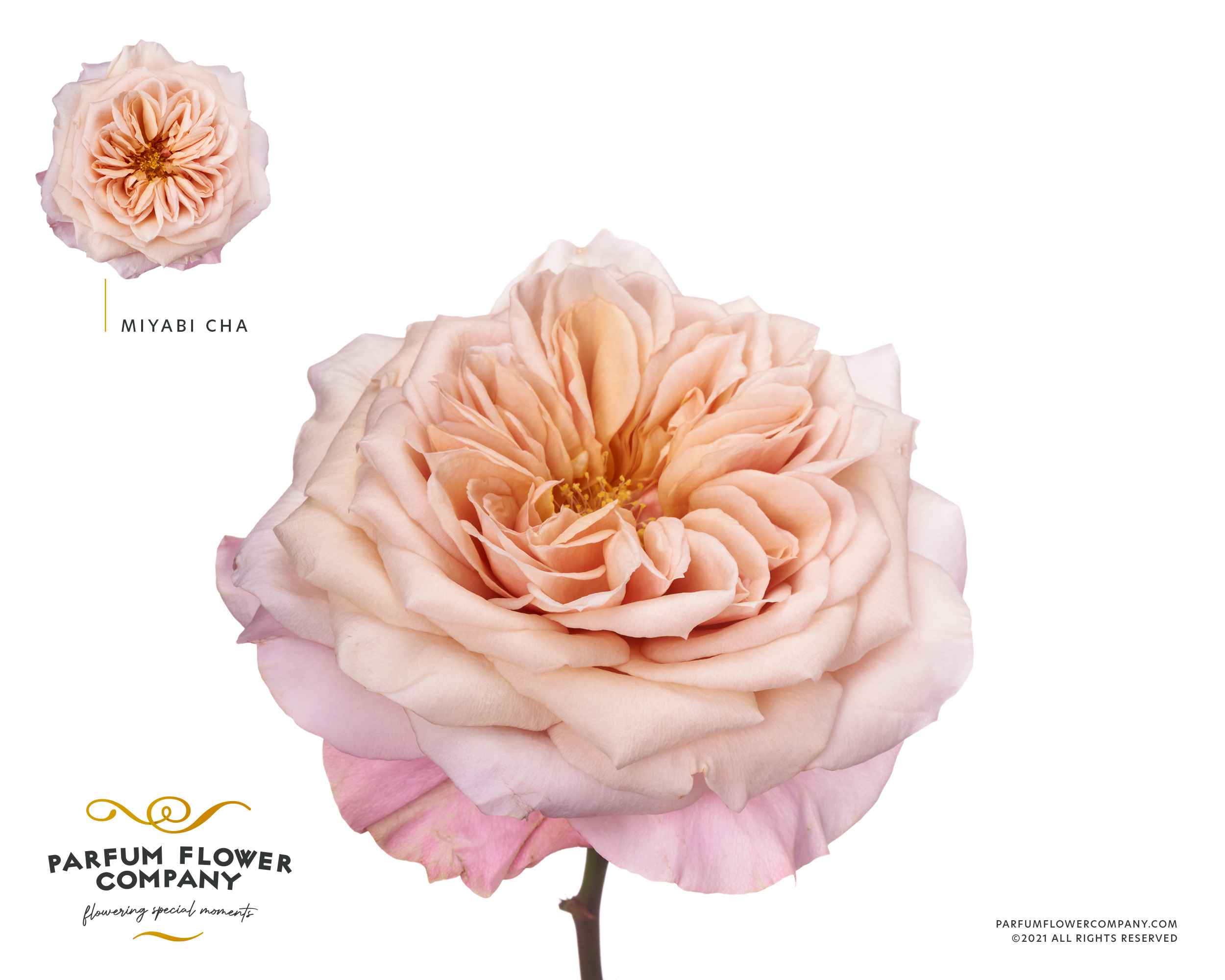 Срезанные цветы оптом Rosa la garden wabara miyabi cha от 24шт. из Голландии с доставкой по России