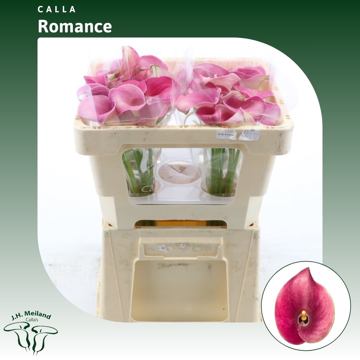 Срезанные цветы оптом Zantedeschia captain romance от 60шт из Голландии с доставкой по России