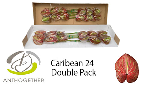 Срезанные цветы оптом Anthurium caribean от 24шт из Голландии с доставкой по России