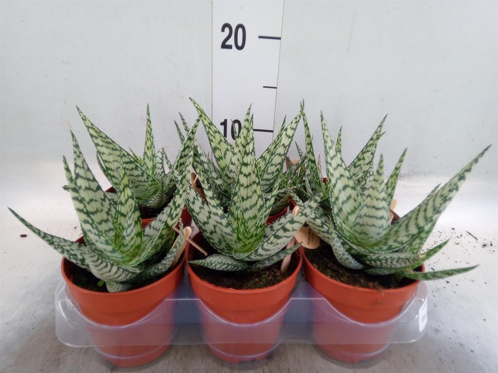 Горшечные цветы и растения оптом Aloe   ... от 6шт (для телеги) из Голландии с доставкой по России
