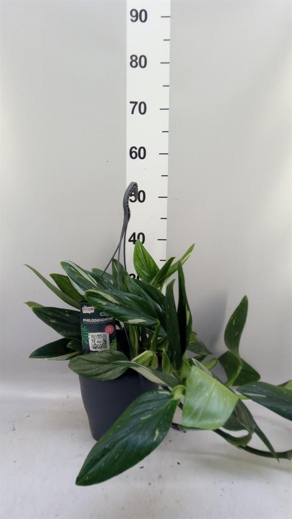 Горшечные цветы и растения оптом Philodendron cobra от 5шт из Голландии с доставкой по России