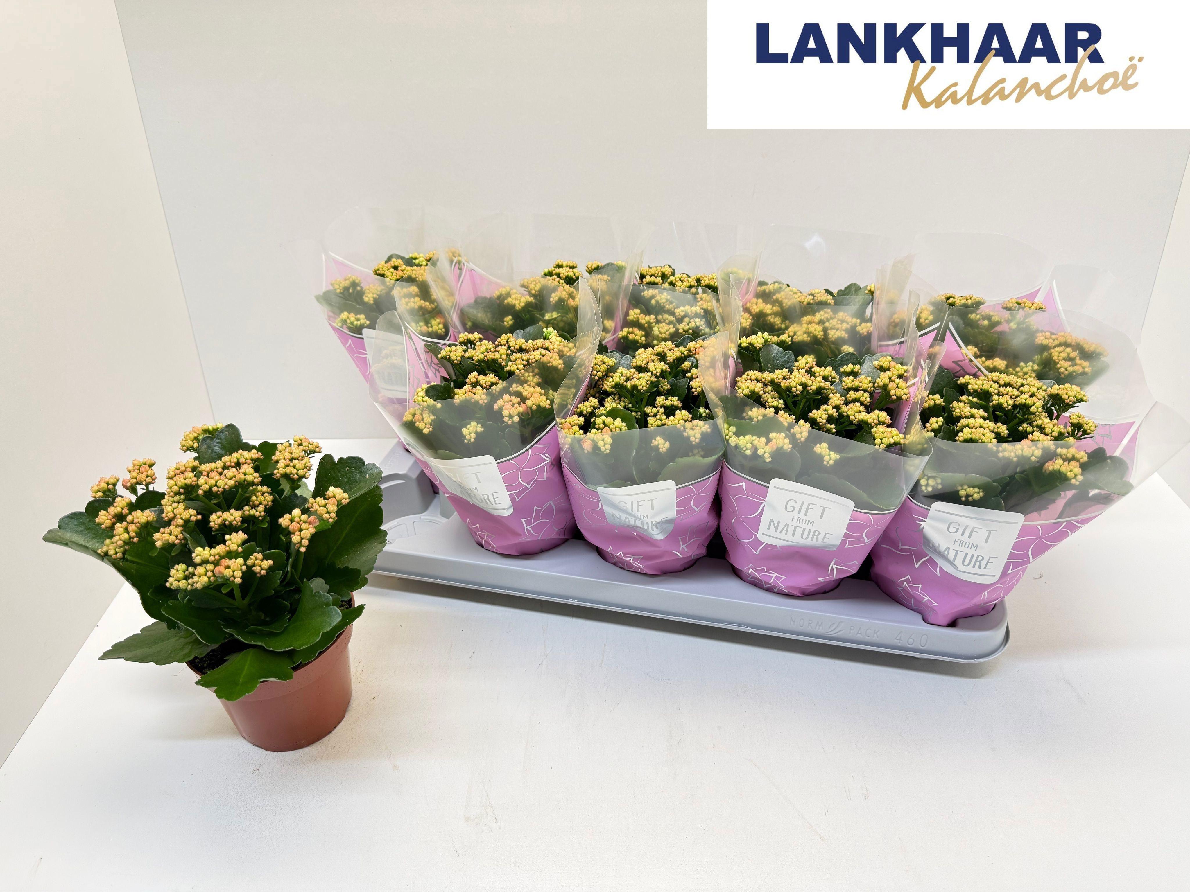 Горшечные цветы и растения оптом Kal Ge Perfecta Pink от 10шт из Голландии с доставкой по России