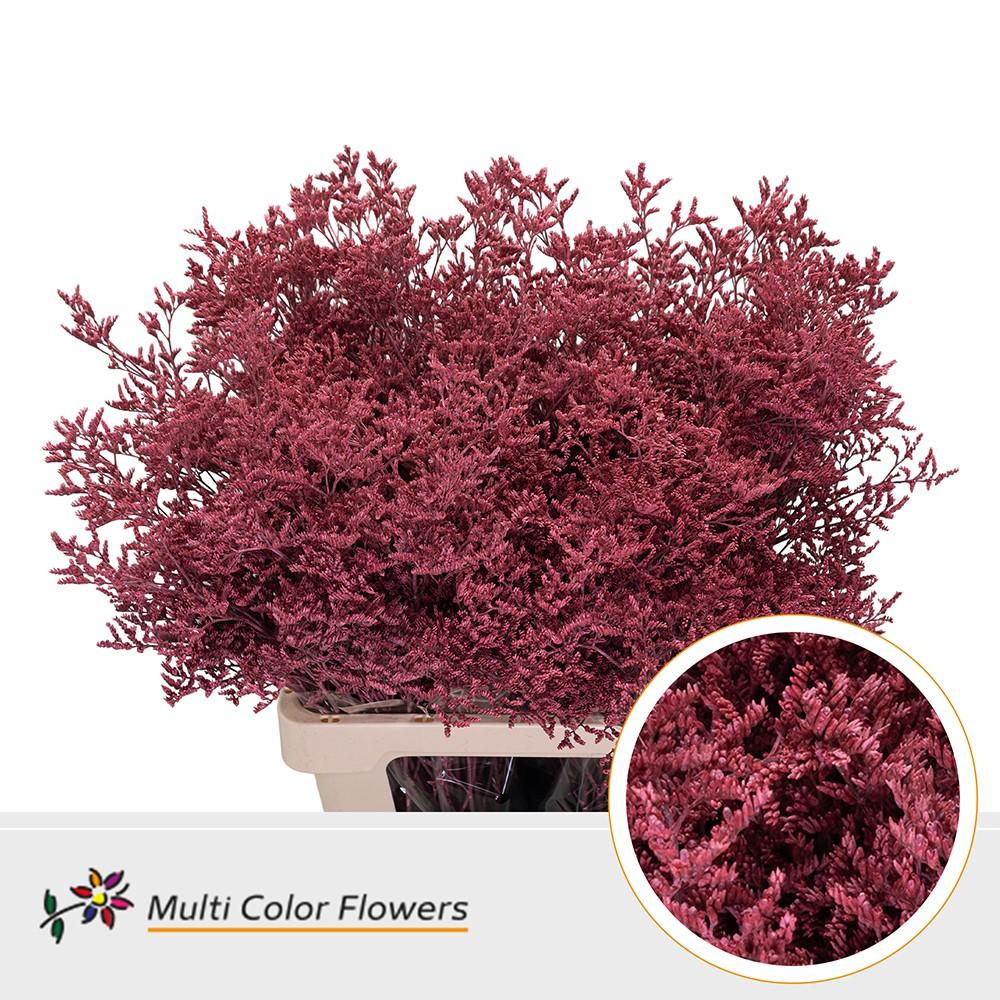 Срезанные цветы оптом Limonium paint coral A от 50шт из Голландии с доставкой по России