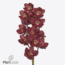 Срезанные цветы оптом Cymbidium red pretty jennifer от 10шт. из Голландии с доставкой по России