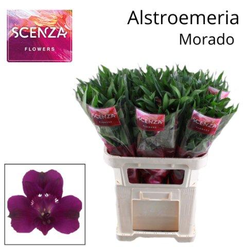 Срезанные цветы оптом Alstroemeria morado от 60шт из Голландии с доставкой по России