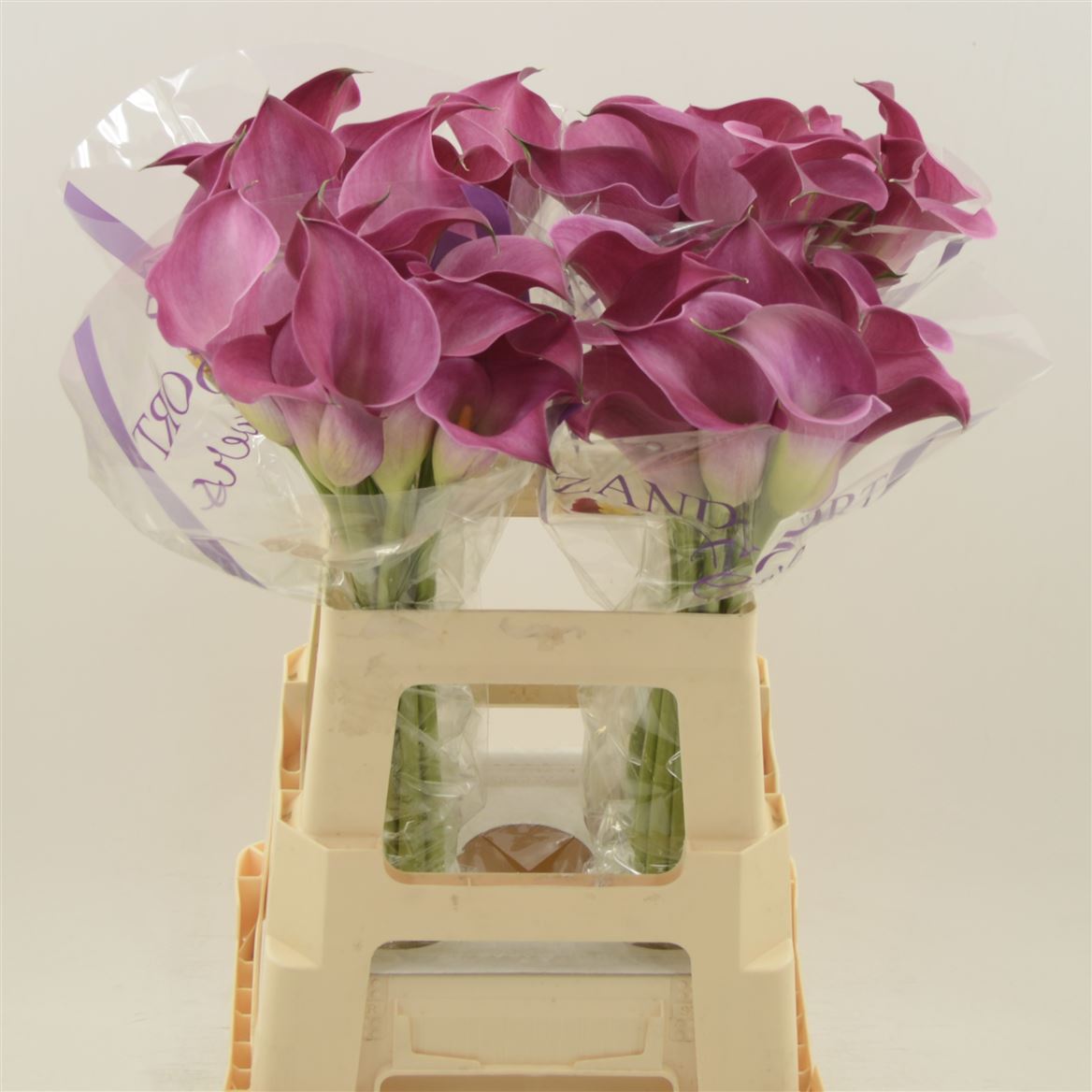 Срезанные цветы оптом Zantedeschia fantasia от 40шт из Голландии с доставкой по России