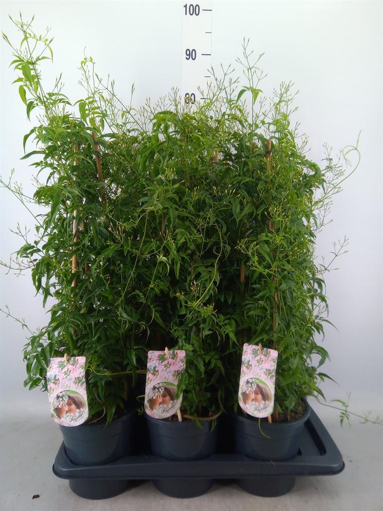 Горшечные цветы и растения оптом Jasminum Polyanthum от 6шт' из Голландии с доставкой по России