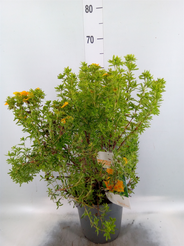 Горшечные цветы и растения оптом Potentilla Frut. от 1шт из Голландии с доставкой по России