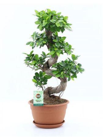 Горшечные цветы и растения оптом Ficus Ginseng S Type P27 от 1шт из Голландии с доставкой по России