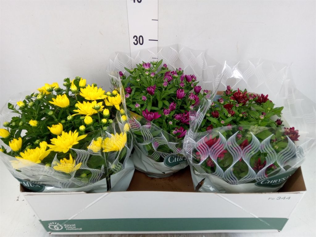 Горшечные цветы и растения оптом Chrysanthemum   ..mix 5 от 3шт из Голландии с доставкой по России