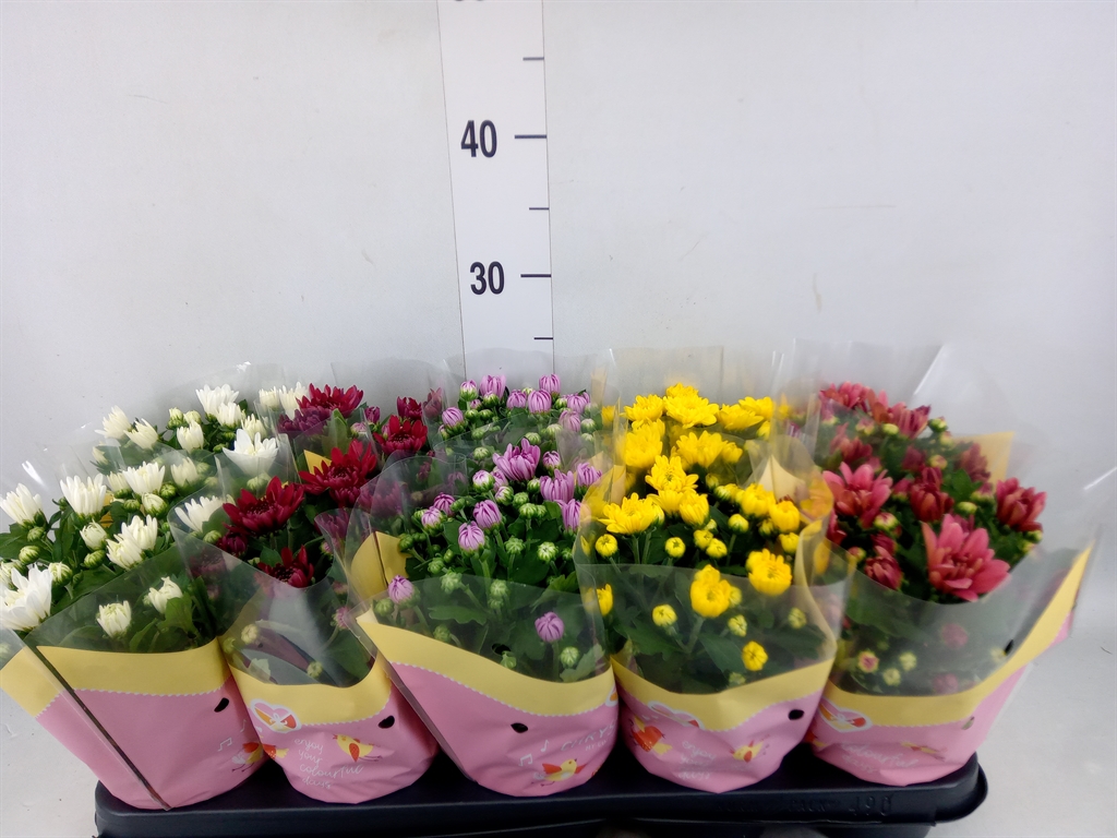 Горшечные цветы и растения оптом Chrysanthemum   ..rosebud Mix от 10шт из Голландии с доставкой по России