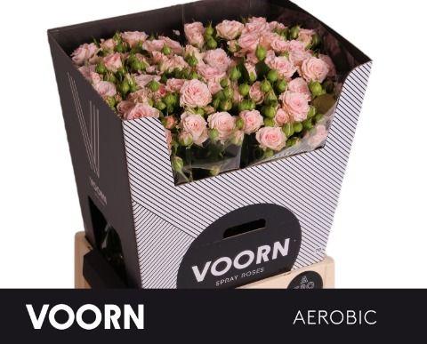 Срезанные цветы оптом Rosa spray aerobic от 30шт из Голландии с доставкой по России