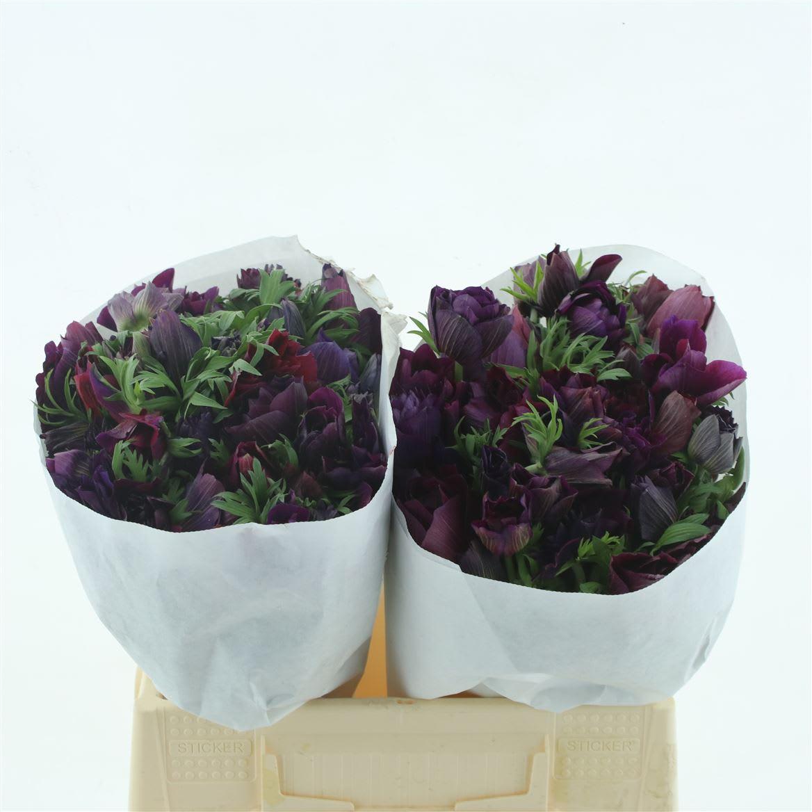 Срезанные цветы оптом Anemone mistral bordeaux от 100шт из Голландии с доставкой по России