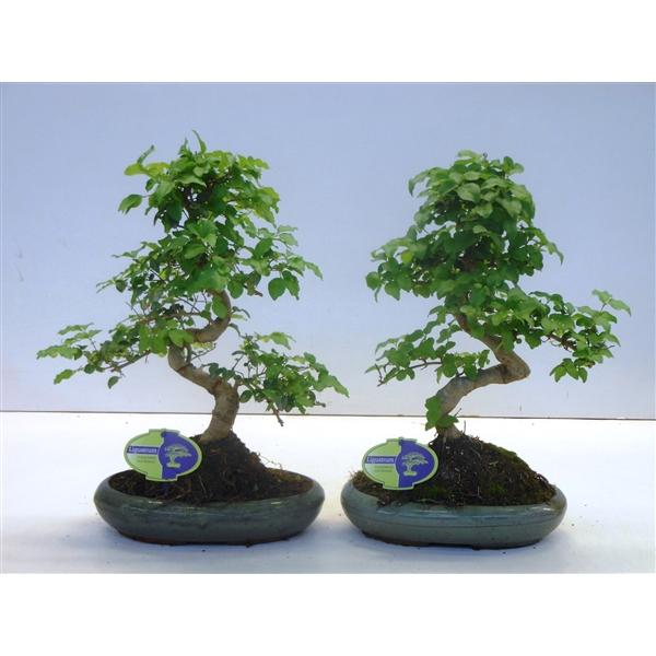 Горшечные цветы и растения оптом Bonsai Ligustrum Sinensis, Without от 4шт из Голландии с доставкой по России