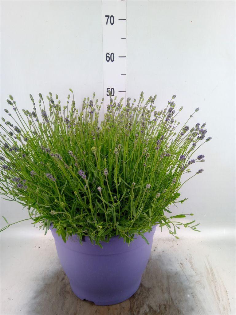 Горшечные цветы и растения оптом Lavandula An Essence Purple от 1шт из Голландии с доставкой по России