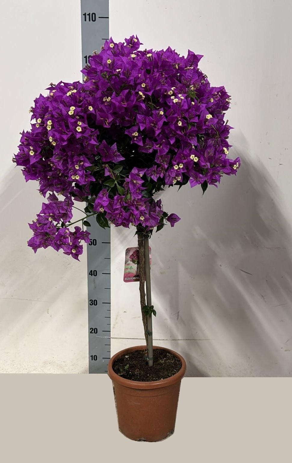 Горшечные цветы и растения оптом Bougainv Alexandra от 1шт из Голландии с доставкой по России