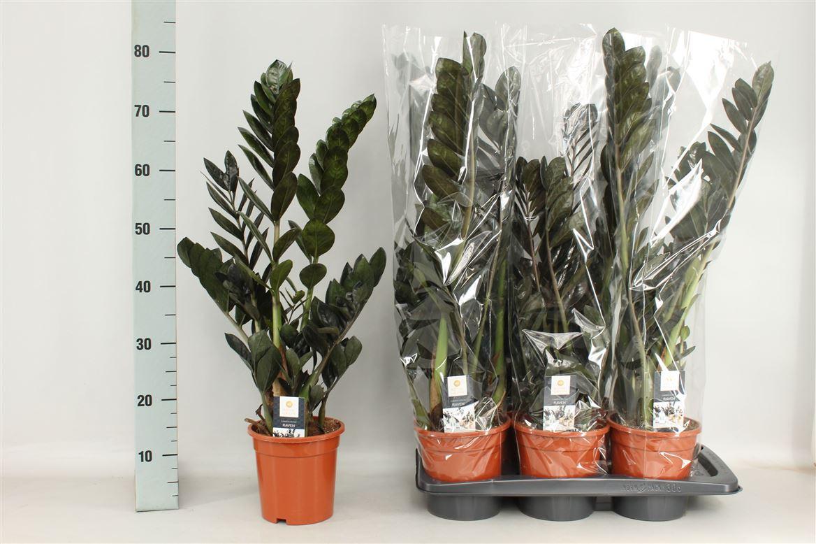 Горшечные цветы и растения оптом Zamioculcas Raven 3+ от 1шт из Голландии с доставкой по России