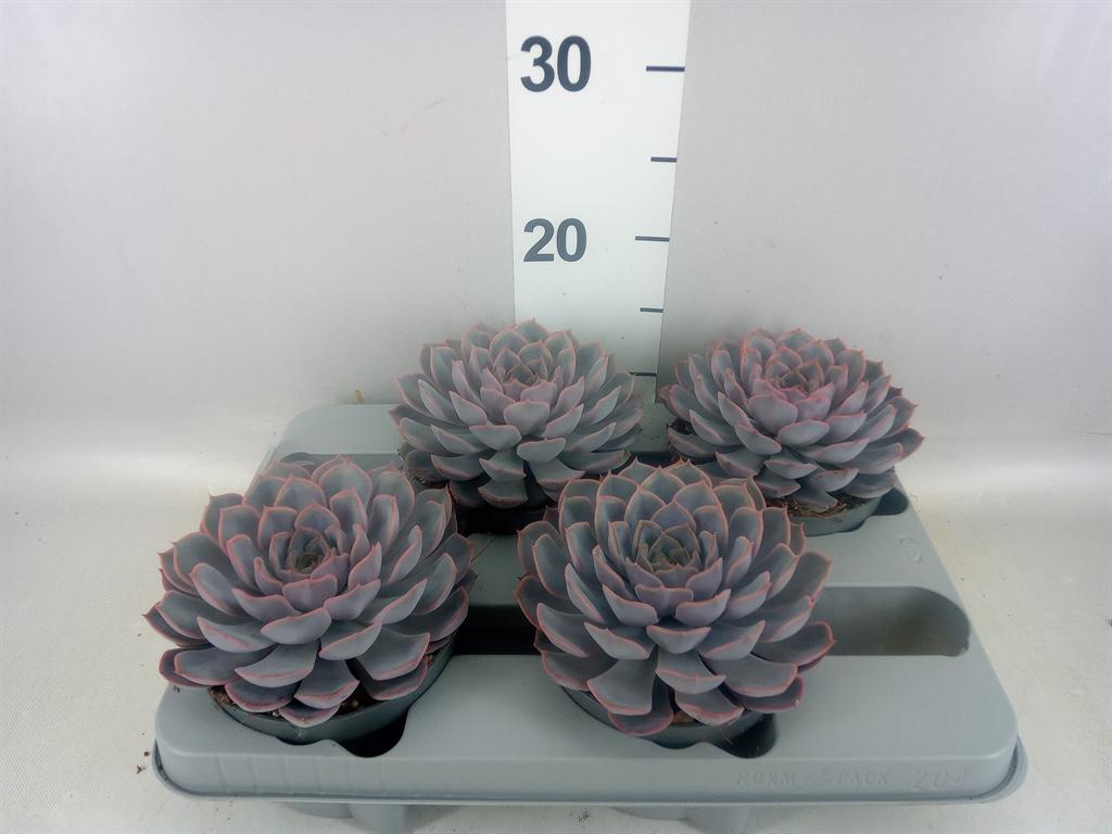 Горшечные цветы и растения оптом Echeveria orion от 4шт из Голландии с доставкой по России