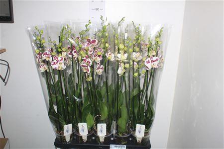 Горшечные цветы и растения оптом Phal An Marrakesh 4 Branches 28+ от 10шт из Голландии с доставкой по России