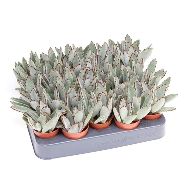 Горшечные цветы и растения оптом Kalanchoe Tomentosa от 20шт из Голландии с доставкой по России