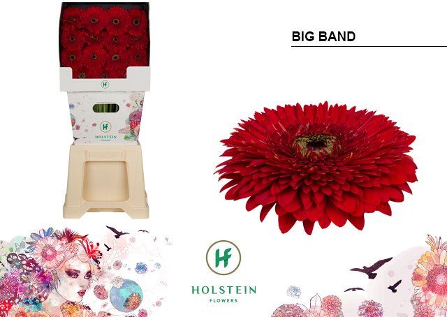 Срезанные цветы оптом Gerbera diamond gerponi big band от 45шт из Голландии с доставкой по России