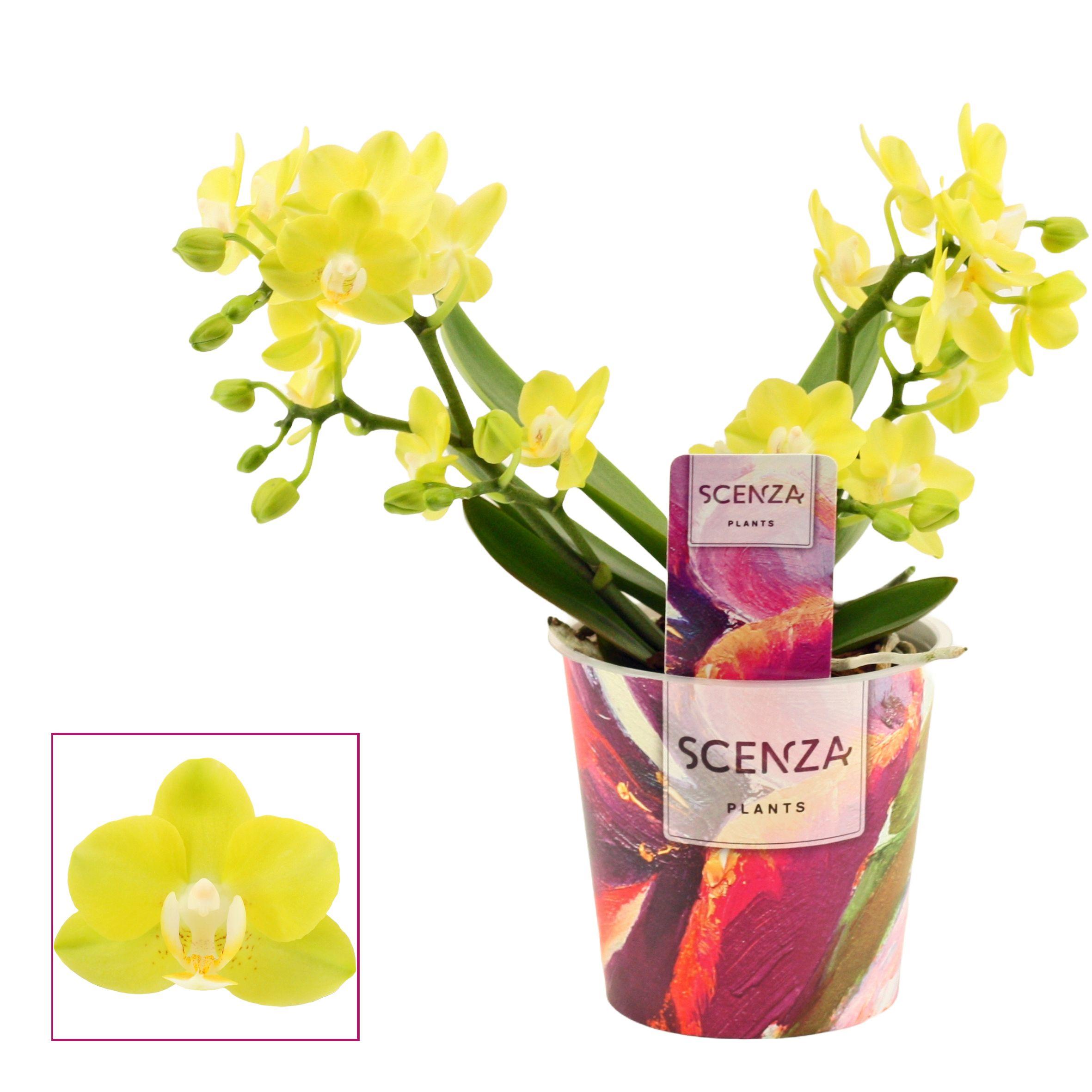 Горшечные цветы и растения оптом Phal Table Lemon 3st (scenza) от 6шт из Голландии с доставкой по России