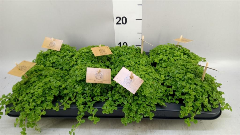 Горшечные цветы и растения оптом Pilea Depressa от 8шт из Голландии с доставкой по России